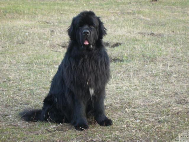 Фото: ньюфаундленд Мороз-Воевода от Сибирского Медведя