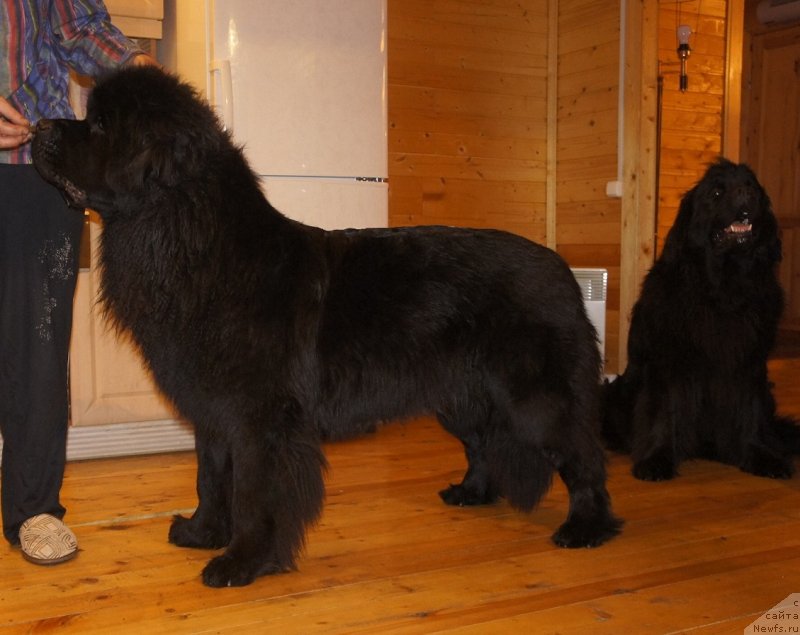 Фото: ньюфаундленд Белкондер-Клаб Достучаться До Небес (Belkonder-Club Dostuchat'sya Do Nebes)