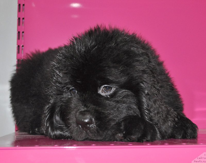 Фото: Бегущая по волнам ФРИЛАНСЕР