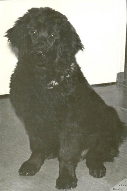 Фото: ньюфаундленд Мар Рада