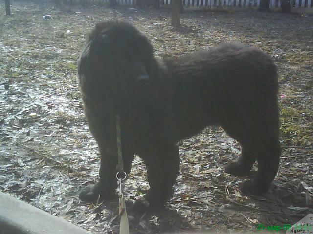 Фото: ньюфаундленд Мэджикал Оушен Геката