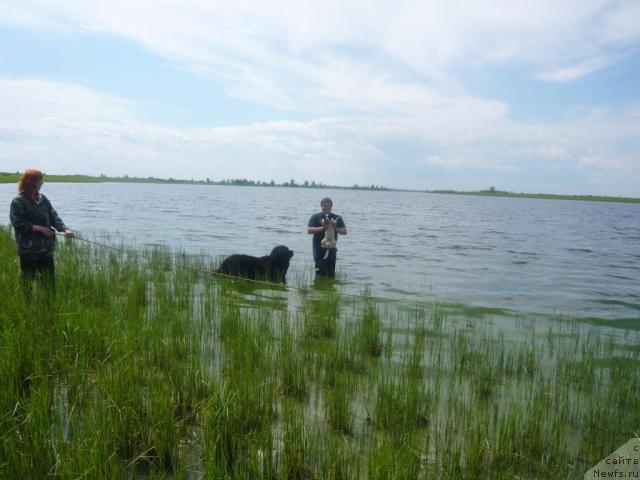 Фото: ньюфаундленд Бекингем