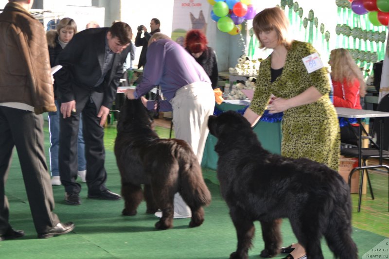 Фото: ньюфаундленд Акватория Келвин Шарлиз (Aquatoriya Kelvin Sharliz), ньюфаундленд Дар Свезы Со Ит Шелл Би (Dar Svezy So it Shell Be)