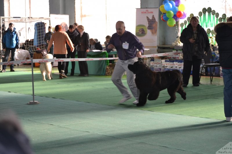 Фото: ньюфаундленд Акватория Келвин Шарлиз (Aquatoriya Kelvin Sharliz)