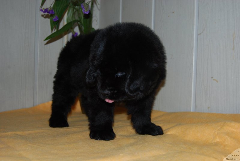 Фотография № 147752