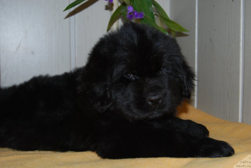 Фотография № 147753