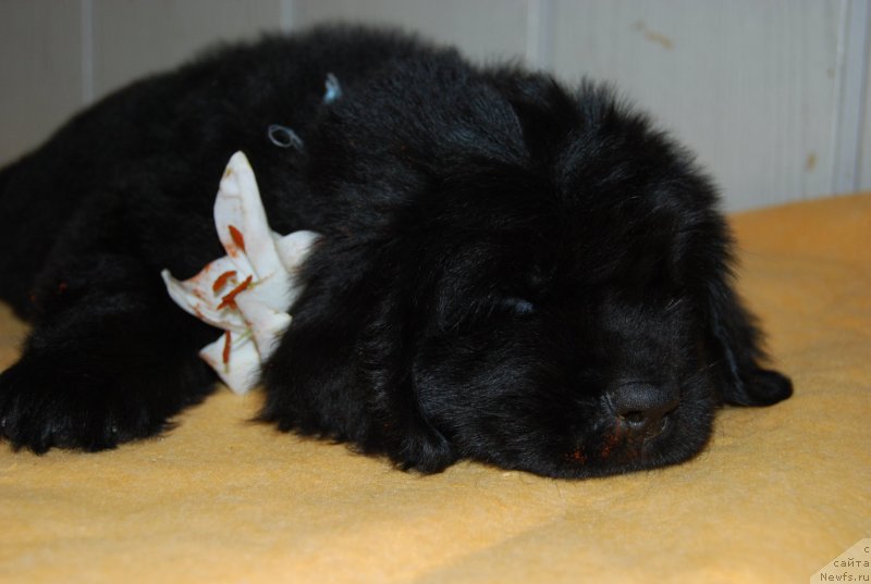 Фотография № 147755