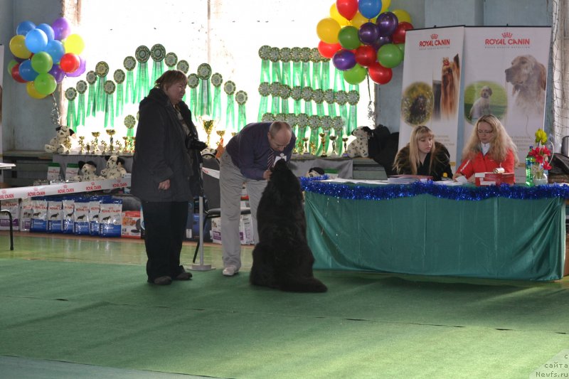 Фото: ньюфаундленд Акватория Келвин Шарлиз (Aquatoriya Kelvin Sharliz), Алексей Вотчал