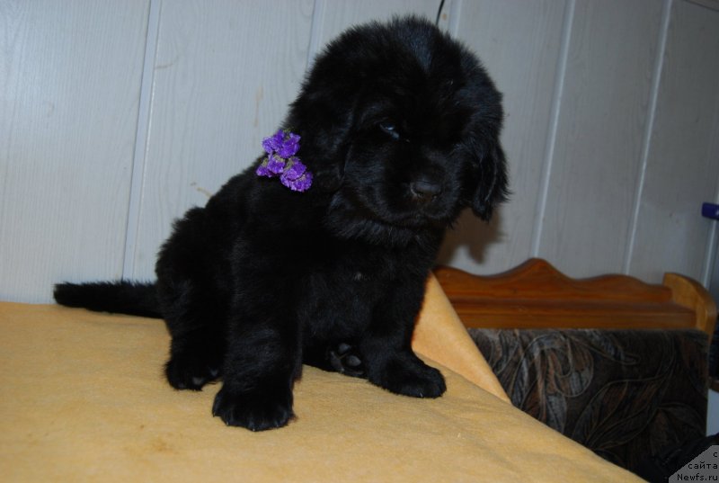 Фотография № 147759