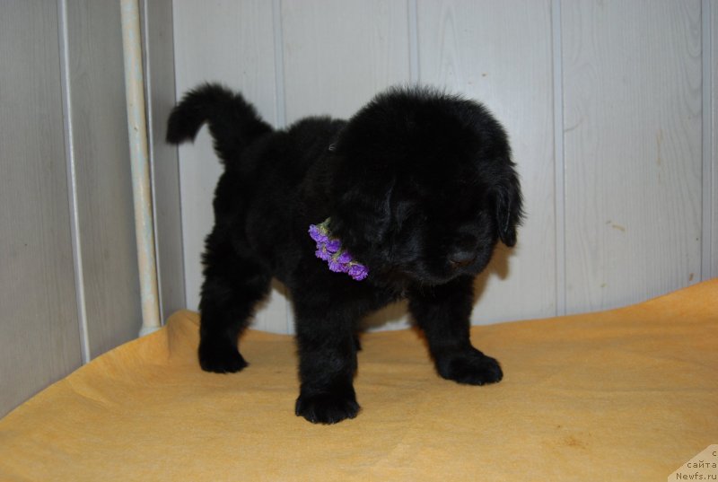 Фотография № 147760