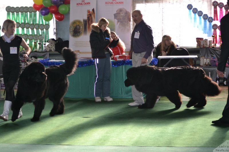 Фото: ньюфаундленд На Гребне Волны Королевский Сын, ньюфаундленд Симбад Покоритель Морей