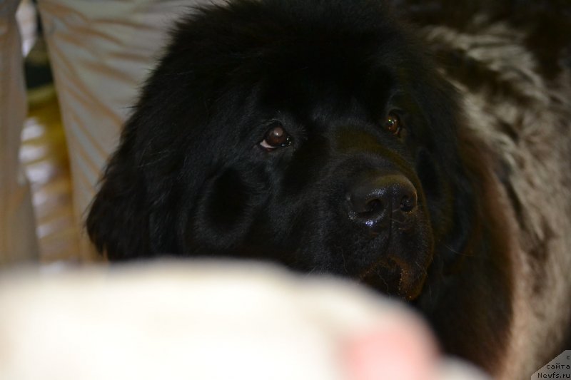 Фото: ньюфаундленд Акватория Келвин Шарлиз (Aquatoriya Kelvin Sharliz)