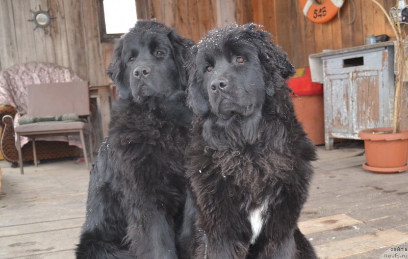 Фото: ньюфаундленд Талисман Моря Магия Волн, ньюфаундленд Талисман Моря Мишель