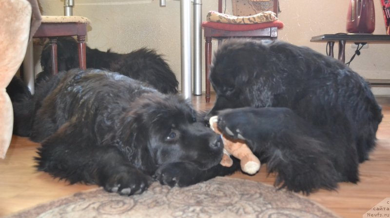 Фото: ньюфаундленд Талисман Моря Мишель, ньюфаундленд Талисман Моря Магия Волн