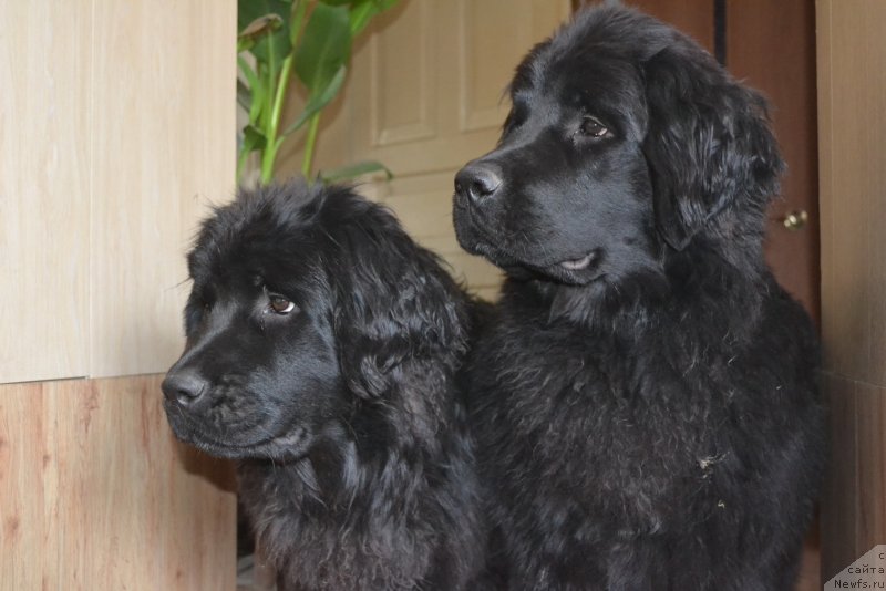 Фото: ньюфаундленд Талисман Моря Мишель, ньюфаундленд Талисман Моря Магия Волн