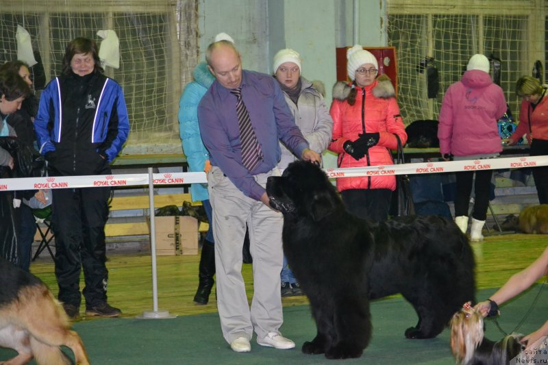 Фото: ньюфаундленд Симбад Покоритель Морей