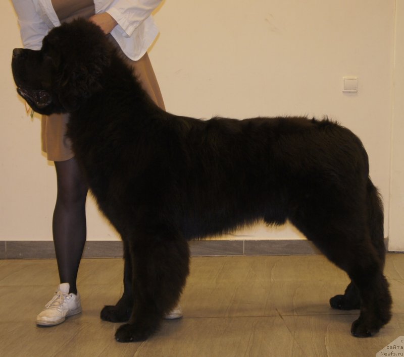 Фото: ньюфаундленд Смигар Ливерпульский Четвертак (Smigar Liverpulsiy Chetvertak)