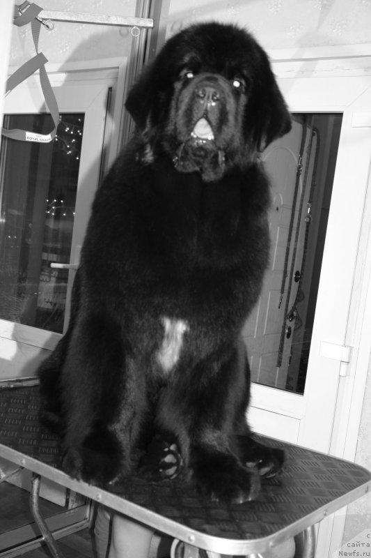 Фото: ньюфаундленд The Most Beautiful Dark New Wave