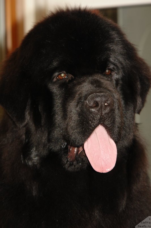 Фото: ньюфаундленд The Most Beautiful Dark New Wave