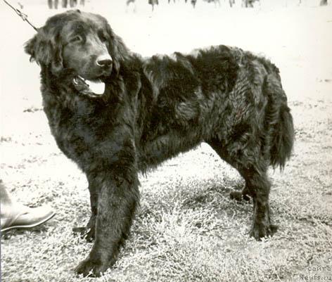 Фото: ньюфаундленд Мара