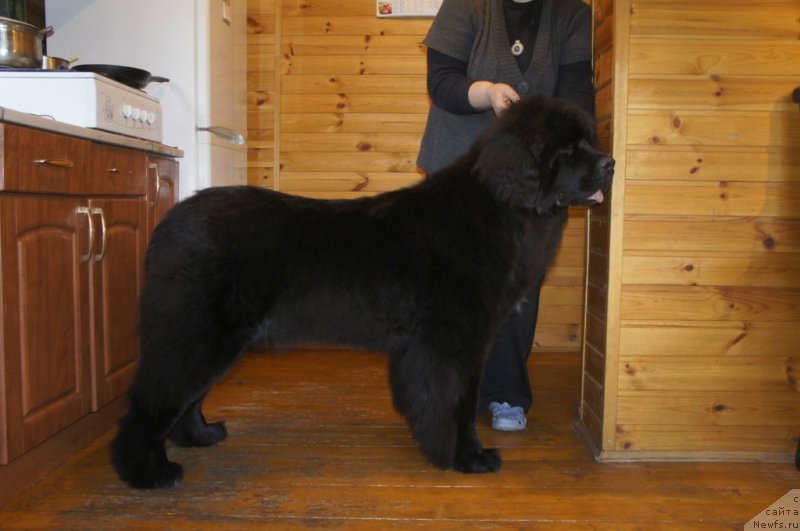 Фото: ньюфаундленд Смигар Лав Стори (Smigar Love Story)