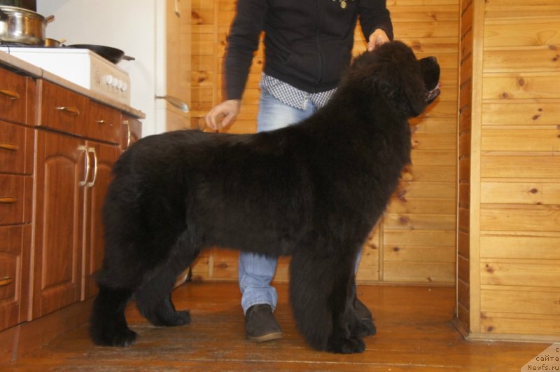 Фото: ньюфаундленд Смигар Лав Стори (Smigar Love Story)