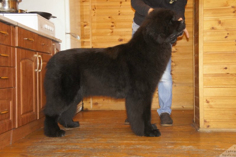 Фото: ньюфаундленд Смигар Лав Стори (Smigar Love Story)