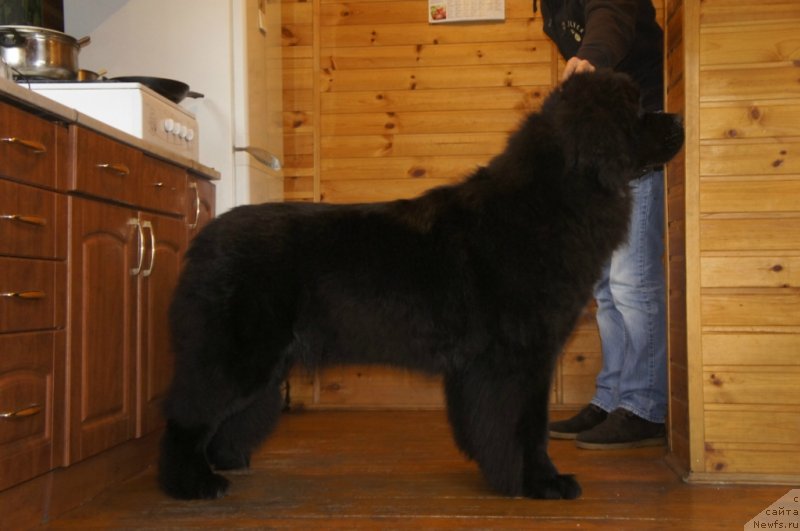 Фото: ньюфаундленд Смигар Лав Стори (Smigar Love Story)