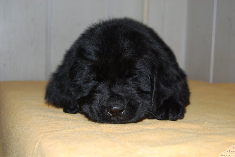 Фотография № 147805