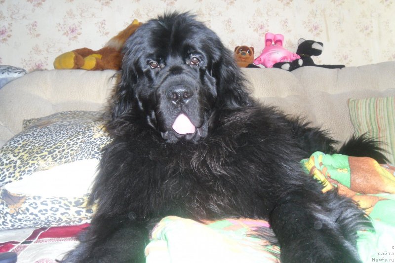 Фото: Черный Шарм Георгин