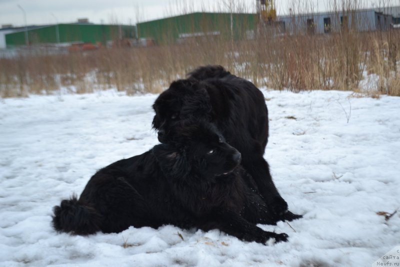 Фото: Мэджикал Оушен Жимолость, ньюфаундленд Мэджикал Оушен Евдокия