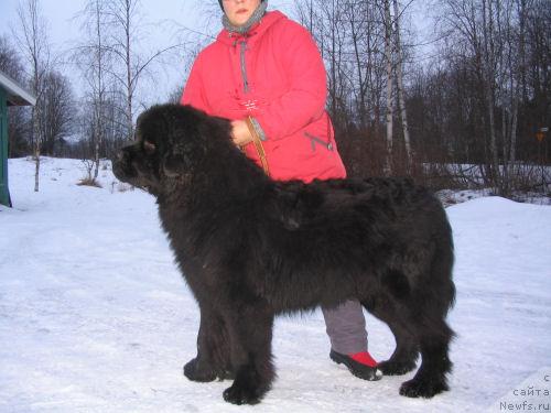 Фото: Chain Reaction King of Helluland 11 мес, родной брат, ньюфаундленд King of Helluland Choose Me