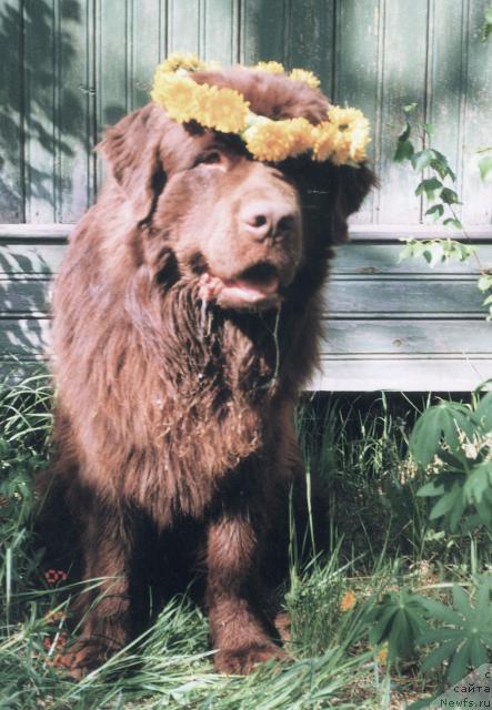 Фото: ньюфаундленд Смигар Афанасий (Smigar Afanasiy)