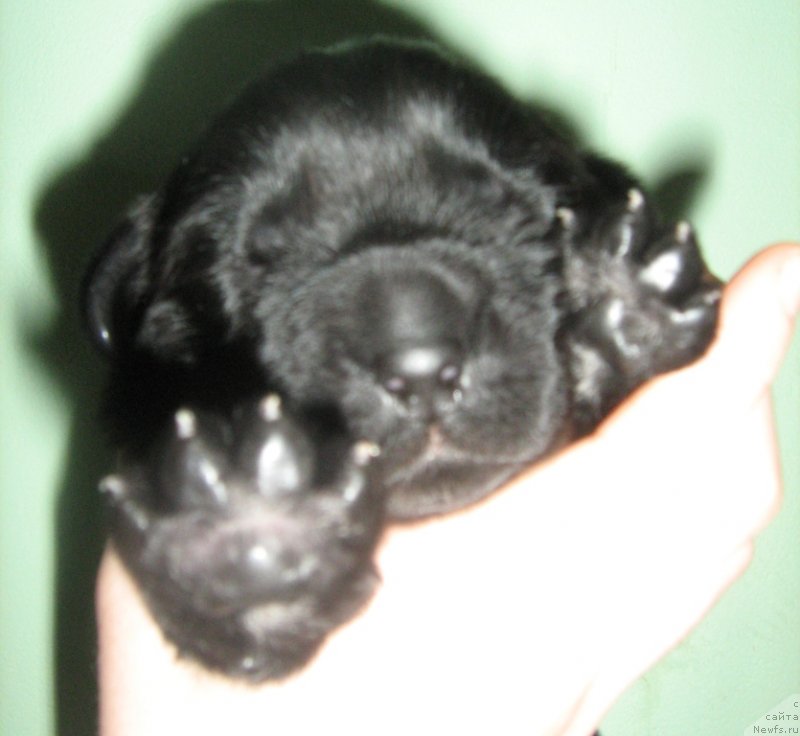 Фото: ньюфаундленд Супер Премиум Инвисибл (Super Premium Invisible)