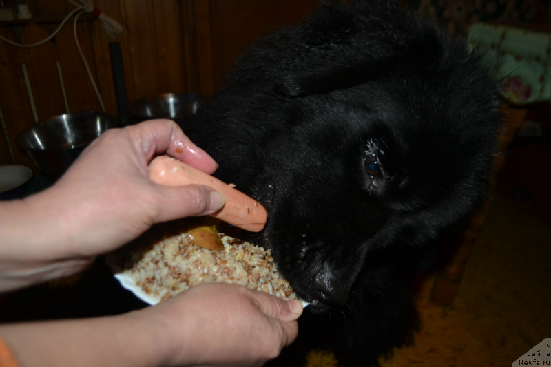 Фотография № 147866