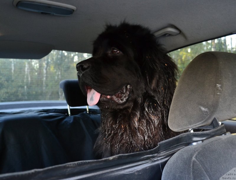 Фото: ньюфаундленд Мэджикал Оушен Евдокия