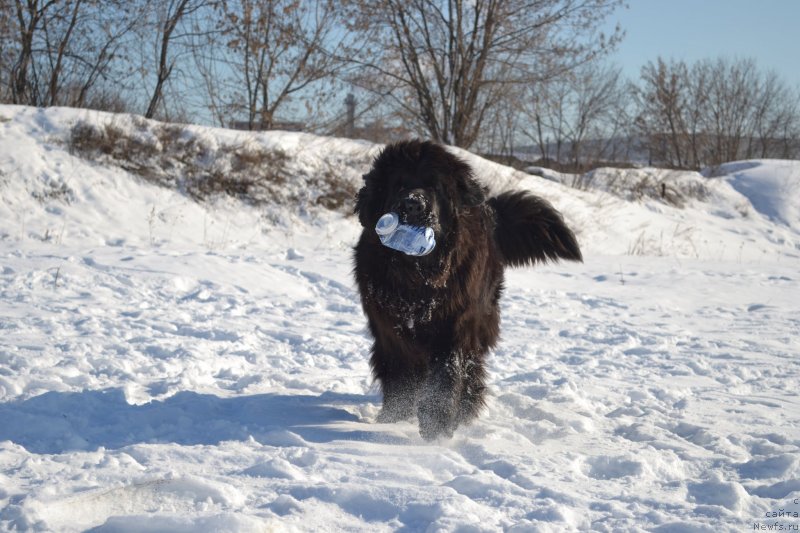 Фото: Мэджикал Оушен Жимолость