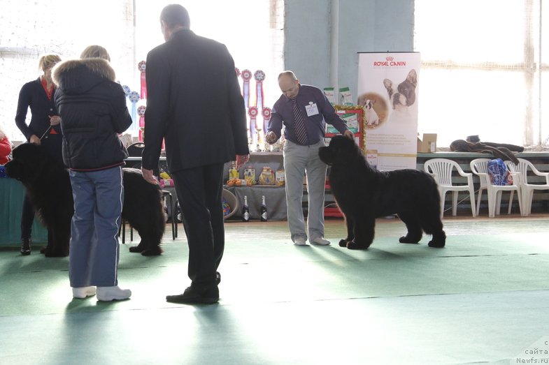 Фото: ньюфаундленд Плюшевая Панда Центре Стаге (Plushevaya Panda Centre Stage), ньюфаундленд Симбад Покоритель Морей