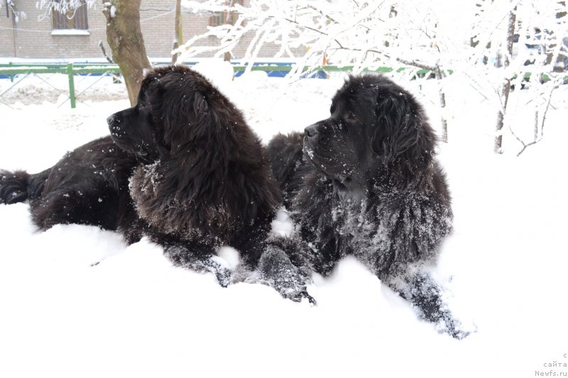 Фото: Мэджикал Оушен Жимолость, ньюфаундленд Мэджикал Оушен Евдокия