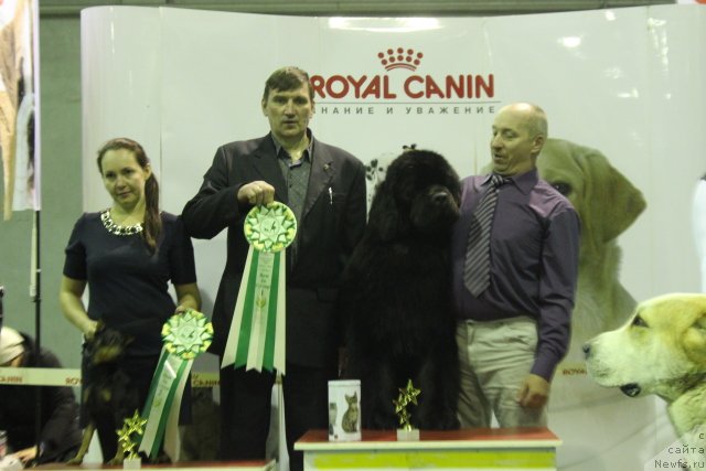 Фото: ньюфаундленд Симбад Покоритель Морей