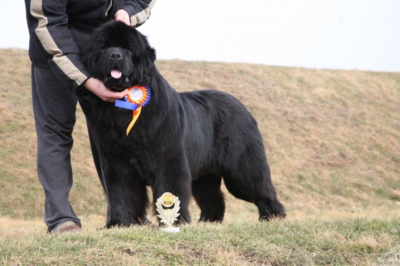 Фото: ньюфаундленд The Most Beautiful Dark New Wave