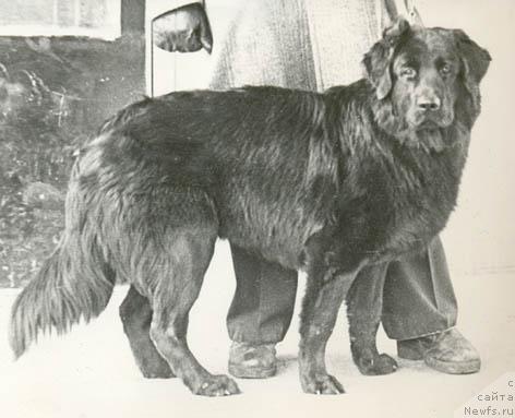 Фото: ньюфаундленд Бэрри Юн