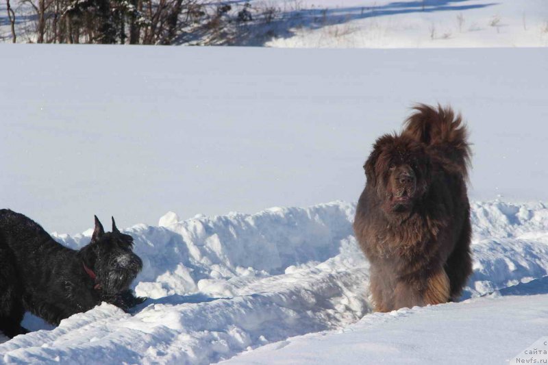 Фото: ньюфаундленд Бархатка Роскошная, друг Тошка.