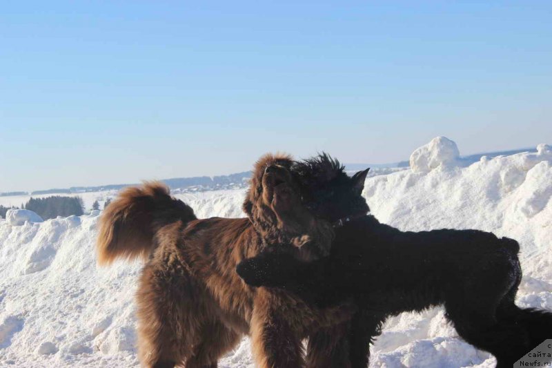 Фото: ньюфаундленд Бархатка Роскошная