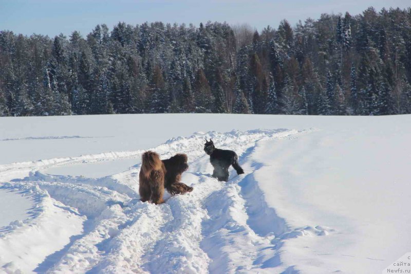 Фото: ньюфаундленд Бархатка Роскошная