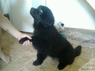 Фото: ньюфаундленд Эхо Москвы с Берега Дона (Eho Moskvy s Berega Dona)