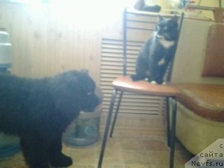 Фото: ньюфаундленд Эхо Москвы с Берега Дона (Eho Moskvy s Berega Dona)