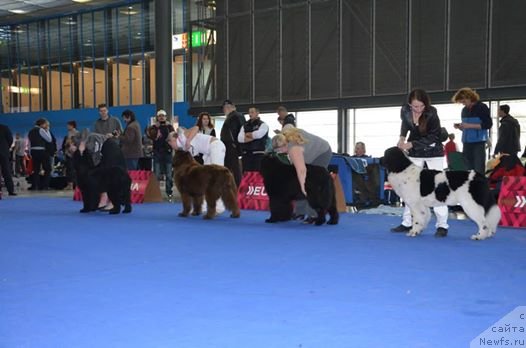 Фото: ньюфаундленд Черная Мафия Зебра Тиме (Chernaya Mafia Zebra Time)