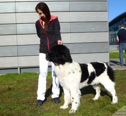 Фото: ньюфаундленд Черная Мафия Зебра Тиме (Chernaya Mafia Zebra Time)