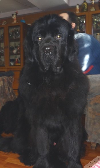 Фото: ньюфаундленд Вин Дизель для Ньюфорт